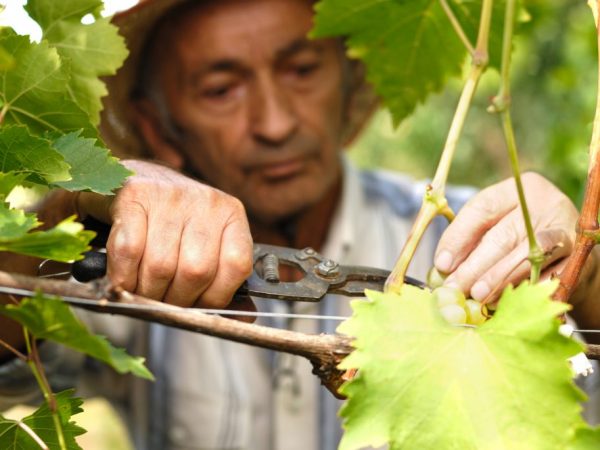 Características de la acuñación de uvas.