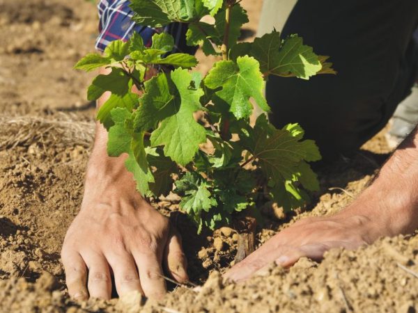 Det rekommenderas att plantera druvor på våren.