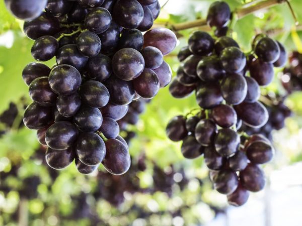 Det finns många sorter av svarta druvor