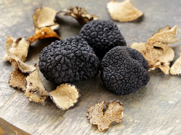 Mushroom variety Black truffle