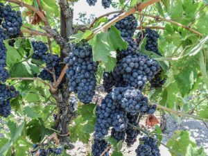 Cultiver des raisins Perles noires