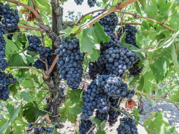 Cultivo de uvas Perlas negras
