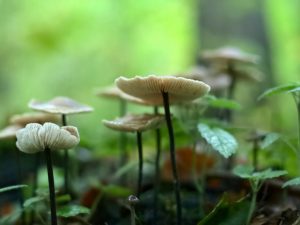 Společná česneková houba