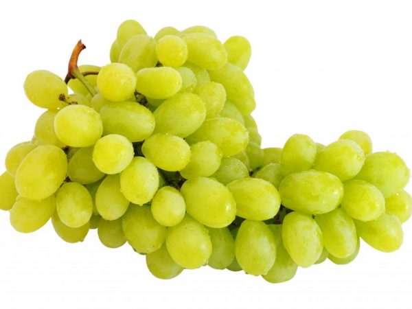 Características de la variedad de uva Magaracha Citronny