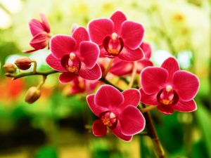 Vilka blommor ser ut som en orkidé