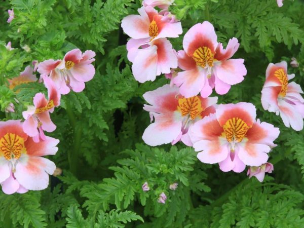 Schisanthus är lämplig för odling i trädgården och hemma