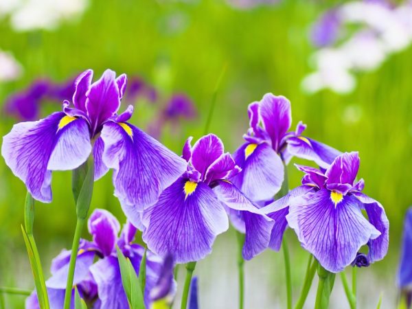 Iris liknar en orkidé, bara starkt böjd och kantad i kanterna