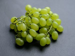 Growing grapes Daria
