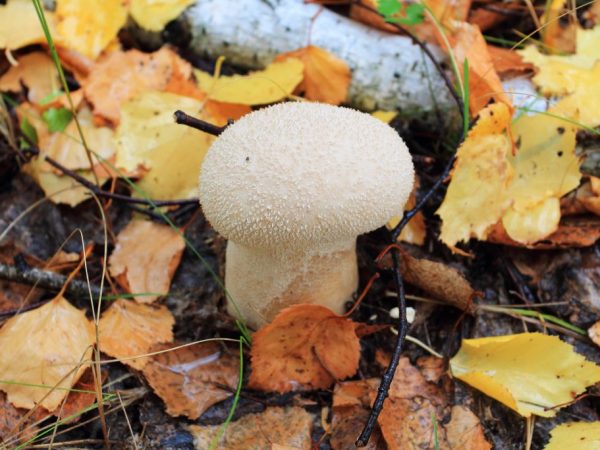 Characteristics and application of the raincoat mushroom