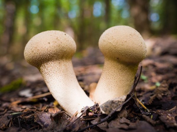 Mushrooms have medicinal properties