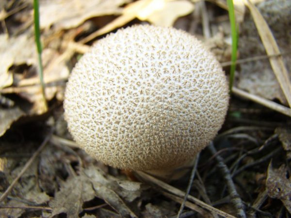 De kleur van de paddenstoel verandert met de leeftijd