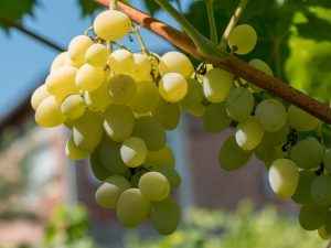 Growing grapes Elegant