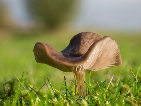 Entoloma-paddenstoel giftig
