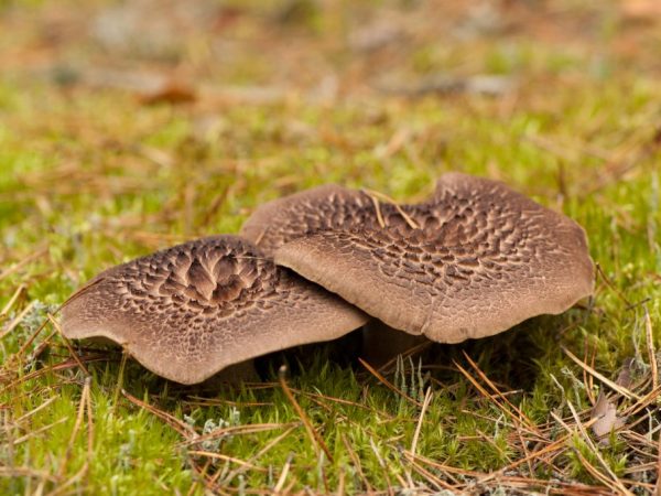 Blackberry mushrooms are classified as conditionally edible