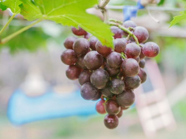 Favorecer la variedad de uva