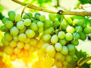 Kenmerken van de druivensoort Fenomeen