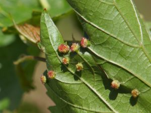 Phylloxera op druiven bestrijden
