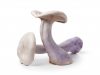 Descrierea ciupercilor ryadovka violet
