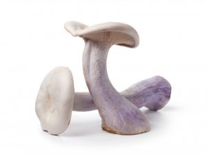 Popis houby ryadovka fialová