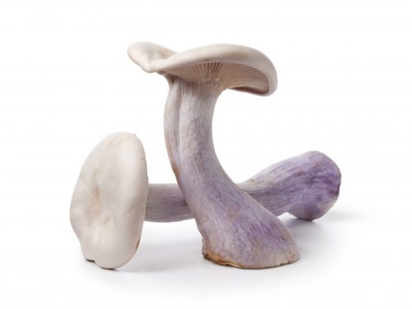 Description of the mushroom ryadovka purple