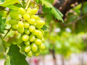 Frumoasa alba szőlő