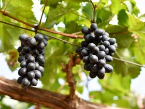 Gala grapes