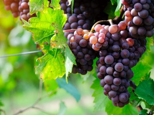 Características de la variedad de uva Garnacha
