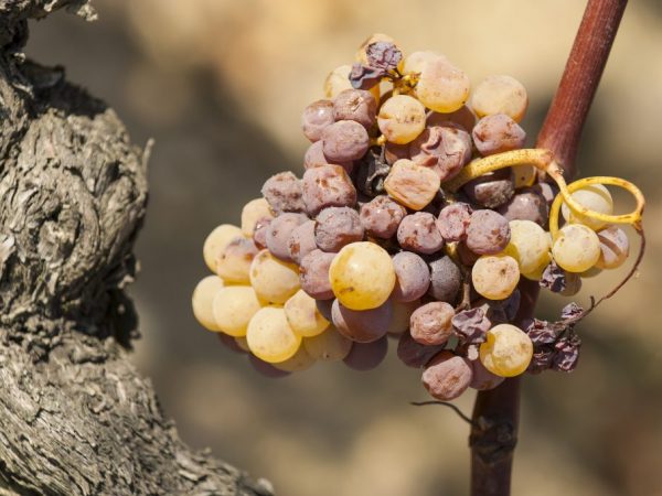 Types of fungus on grapes and their treatment