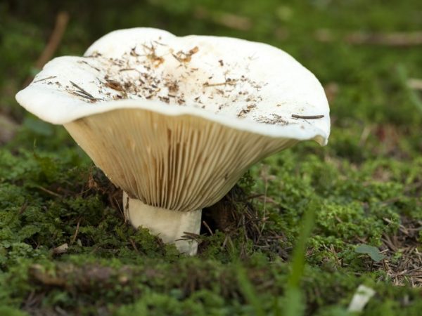 Description of the mushroom peppercorn