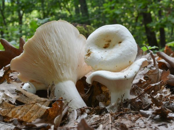 Mushrooms begin to grow in the second half of summer