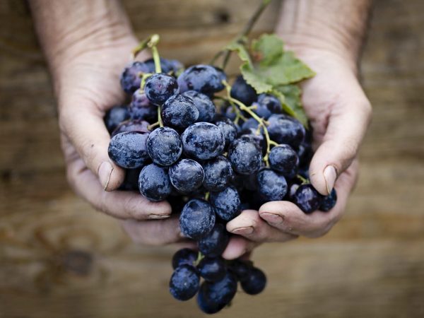 Las uvas tienen un efecto positivo en el cuerpo.