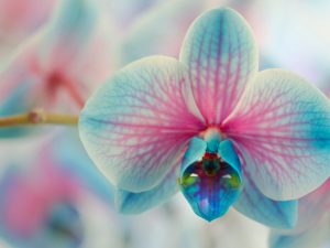Een orchidee na de bloei snoeien
