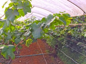 Ways to shelter young grapes for the winter