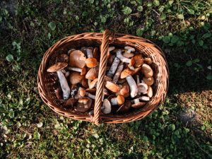 Jaké houby rostou v červnu