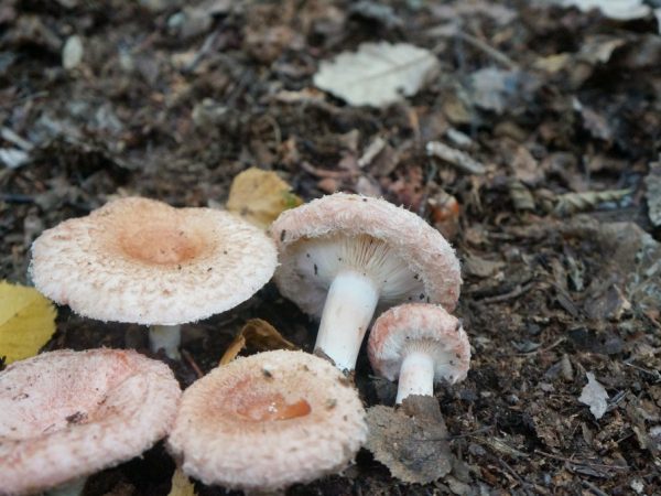 Beschrijving van witte paddenstoelen