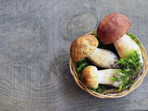 Ätbara svampar måste också förberedas för konsumtion.