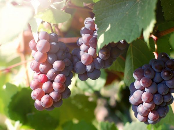 Cultivo de uvas Kinelsky