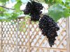 Grožđe grožđice Crni Potapenko