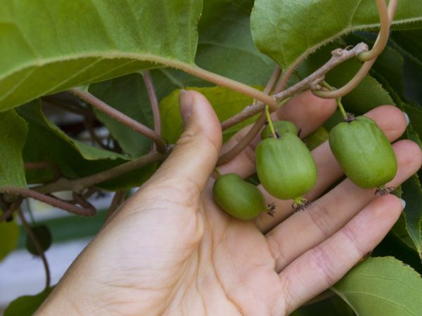 Growing Far Eastern raisins
