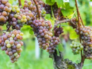 Beschrijving van druiven Nakhodka