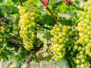 Description of green grapes Kishmish