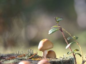 Popis houby Prstencová čepice