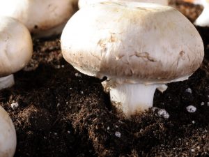 Výroba kompostu pro houby