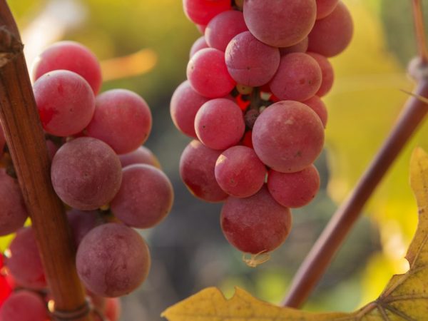 Rode druiven zijn goed voor het maken van wijn