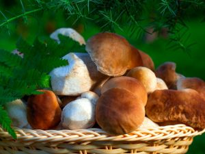 Ciuperci în regiunea Leningrad