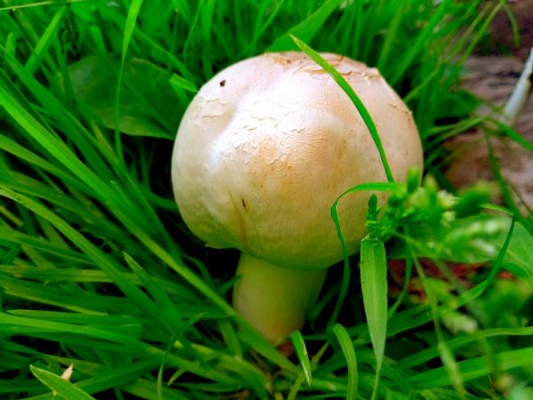 Het is gecontra-indiceerd voor kinderen om paddenstoelen te eten.