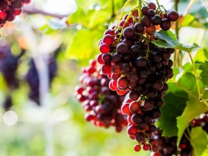 Growing grapes Levokumsky