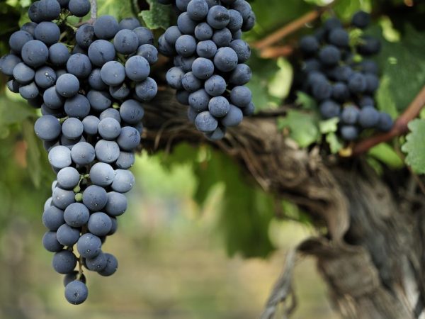 Descripción de la variedad de uva Livadia negra