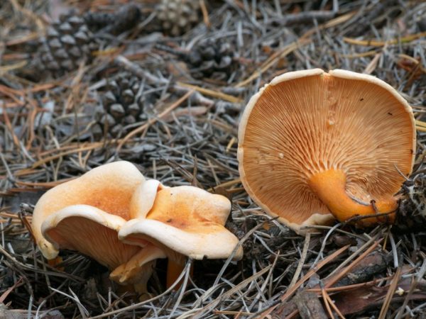 Verschillen tussen gewone cantharel en valse paddenstoel