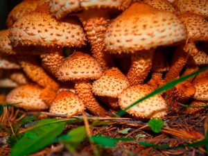 False mushrooms grow on wood debris